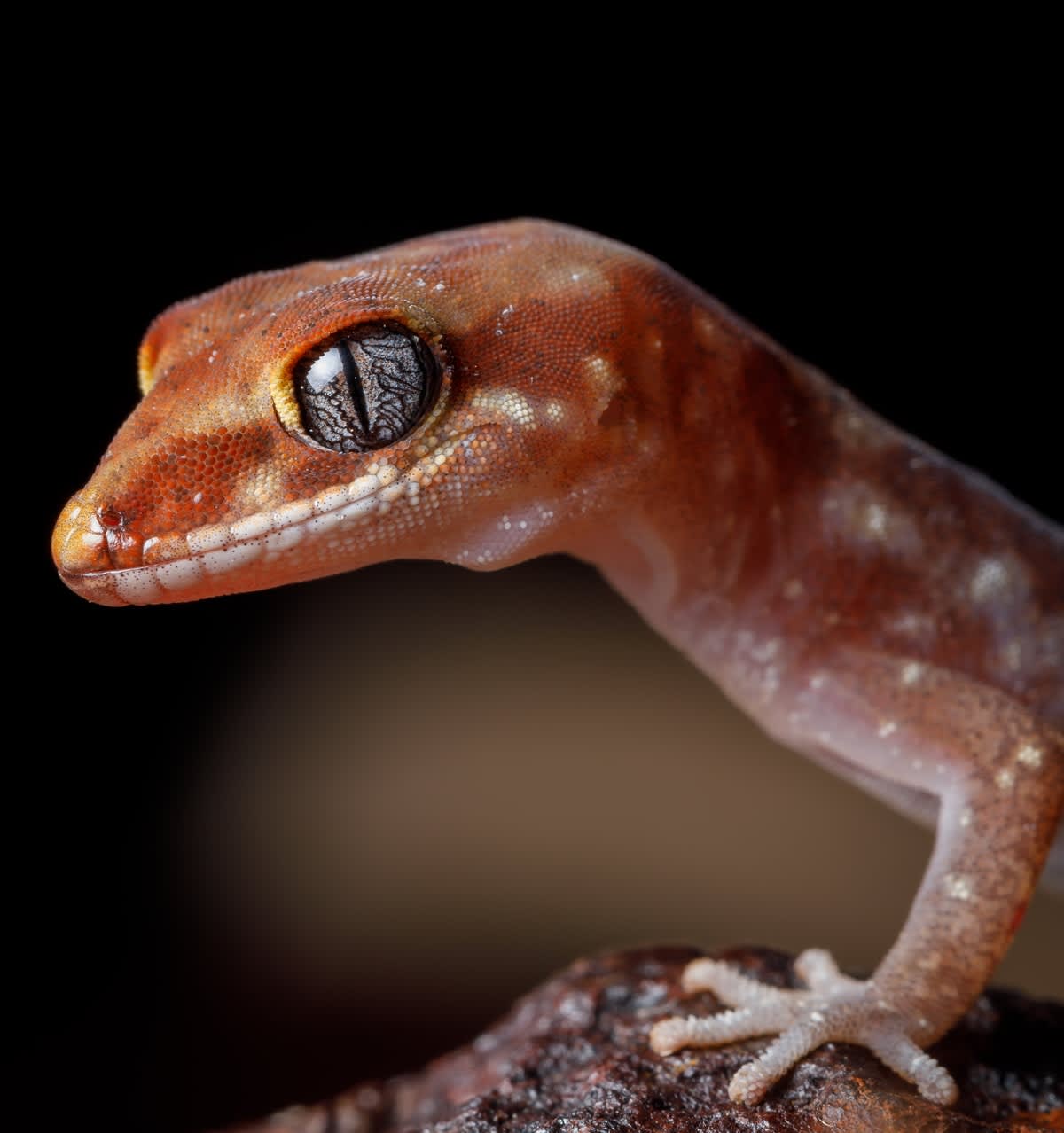 The yellow-snouted gecko (Lucasium occultum)