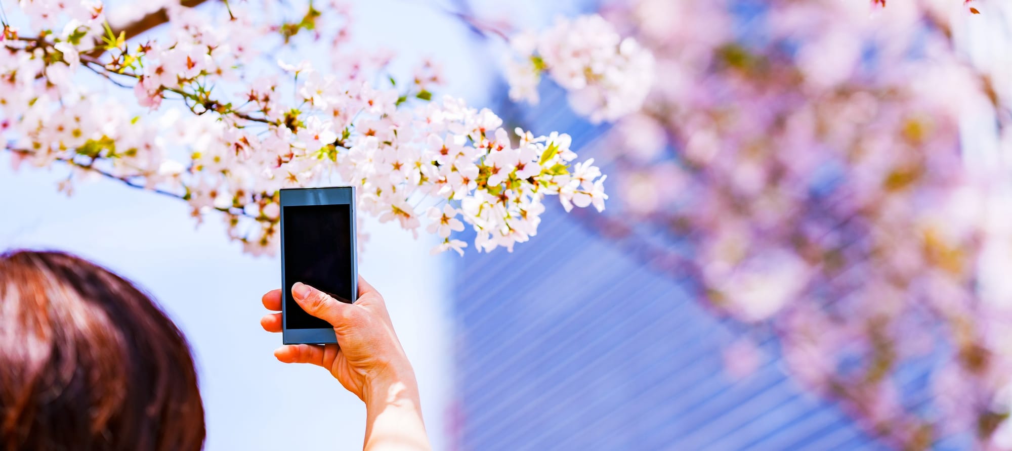 Social media snaps map the sweep of Japan’s cherry blossom season in unprecedented detail