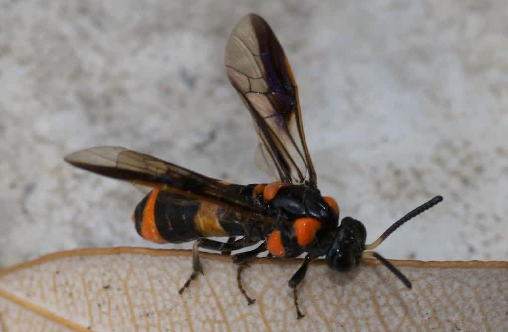 A bottlebrush sawfly on a leaf