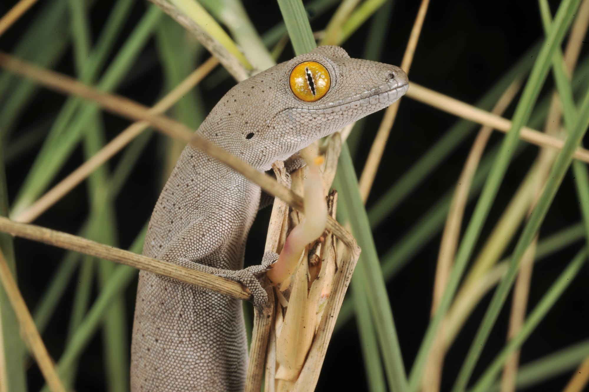 Hundreds of Australian lizard species are barely known to science. Many may face extinction