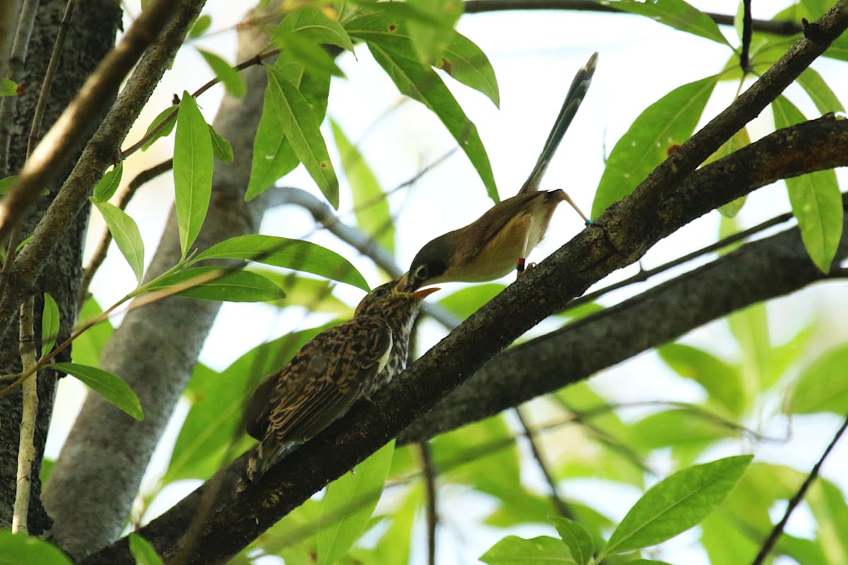 A purple-crowned fairy-wren nest feeds a Brush cuckoo