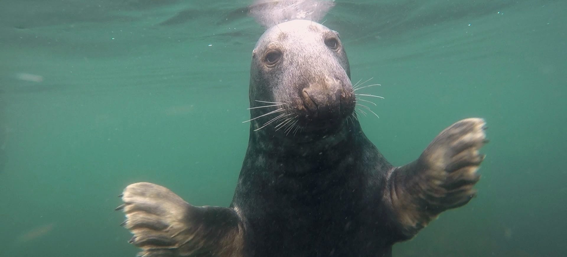 Deep impact: grey seals clap underwater to communicate