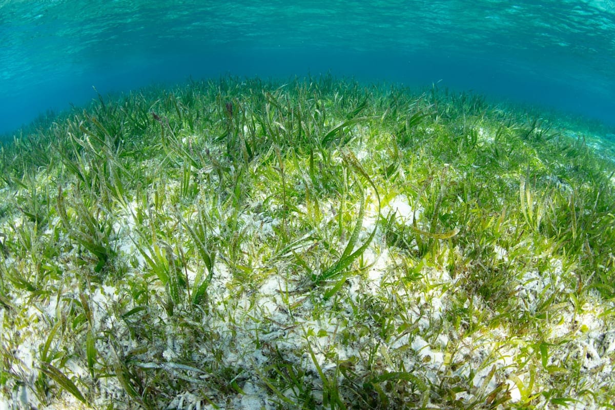 A seagrass bed grows on a shallow sand flat in Indonesia.