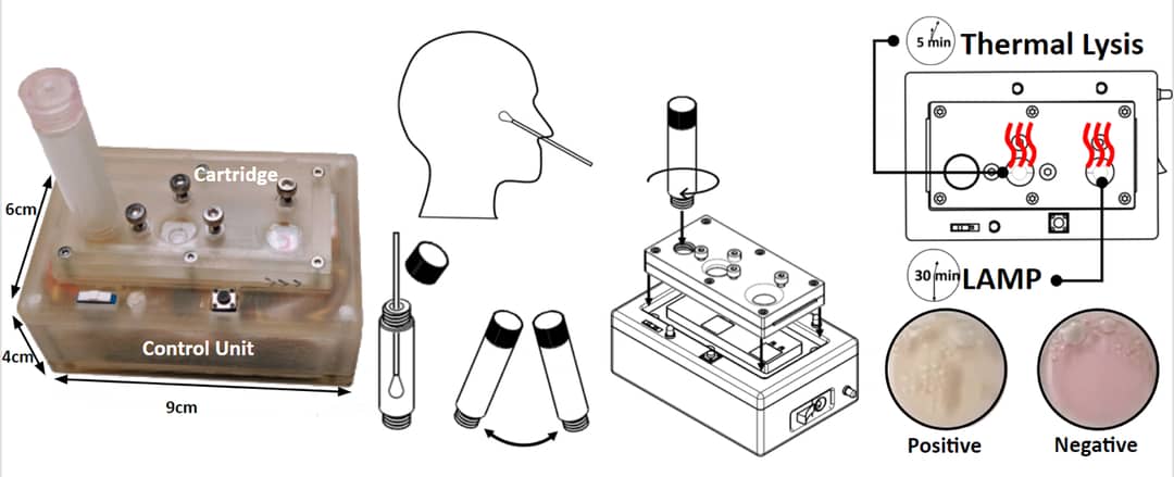 Graphic depicting the point-of-care COVID testing process