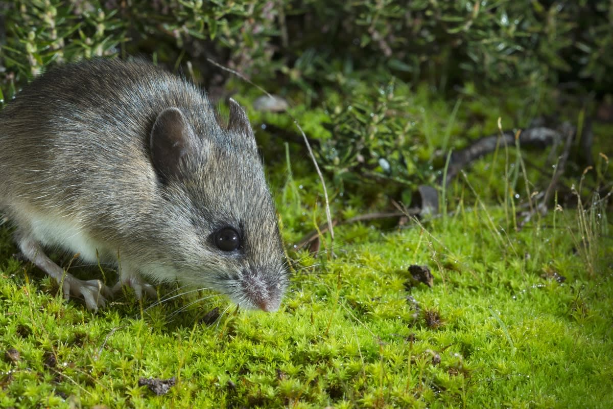 Picture of  the New Holland Mouse, nationally threatened species that occurs in the states of Tasmania, Victoria and NSW