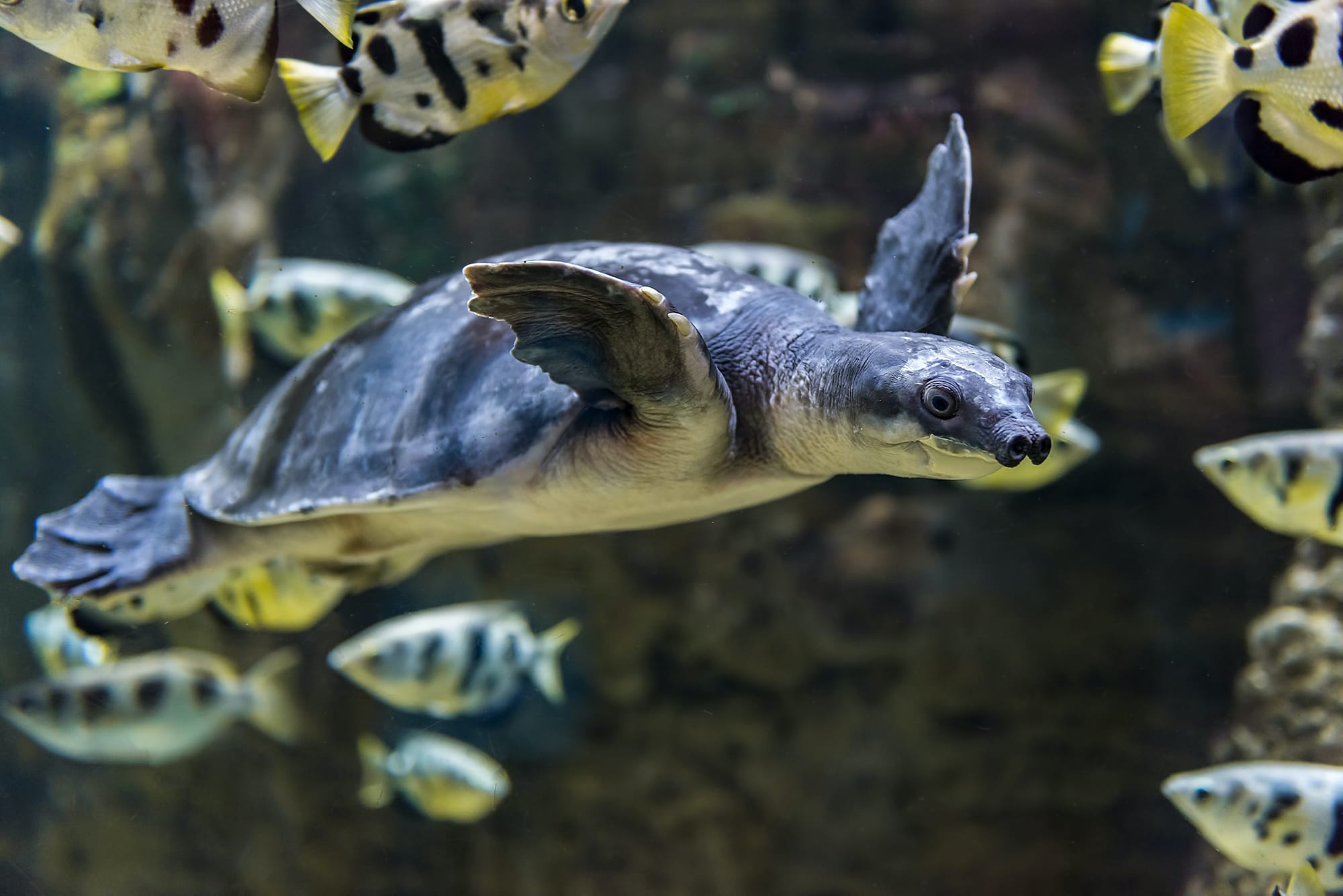 Rare fossil reveals prehistoric Melbourne was once a paradise for tropical pig-nosed turtles