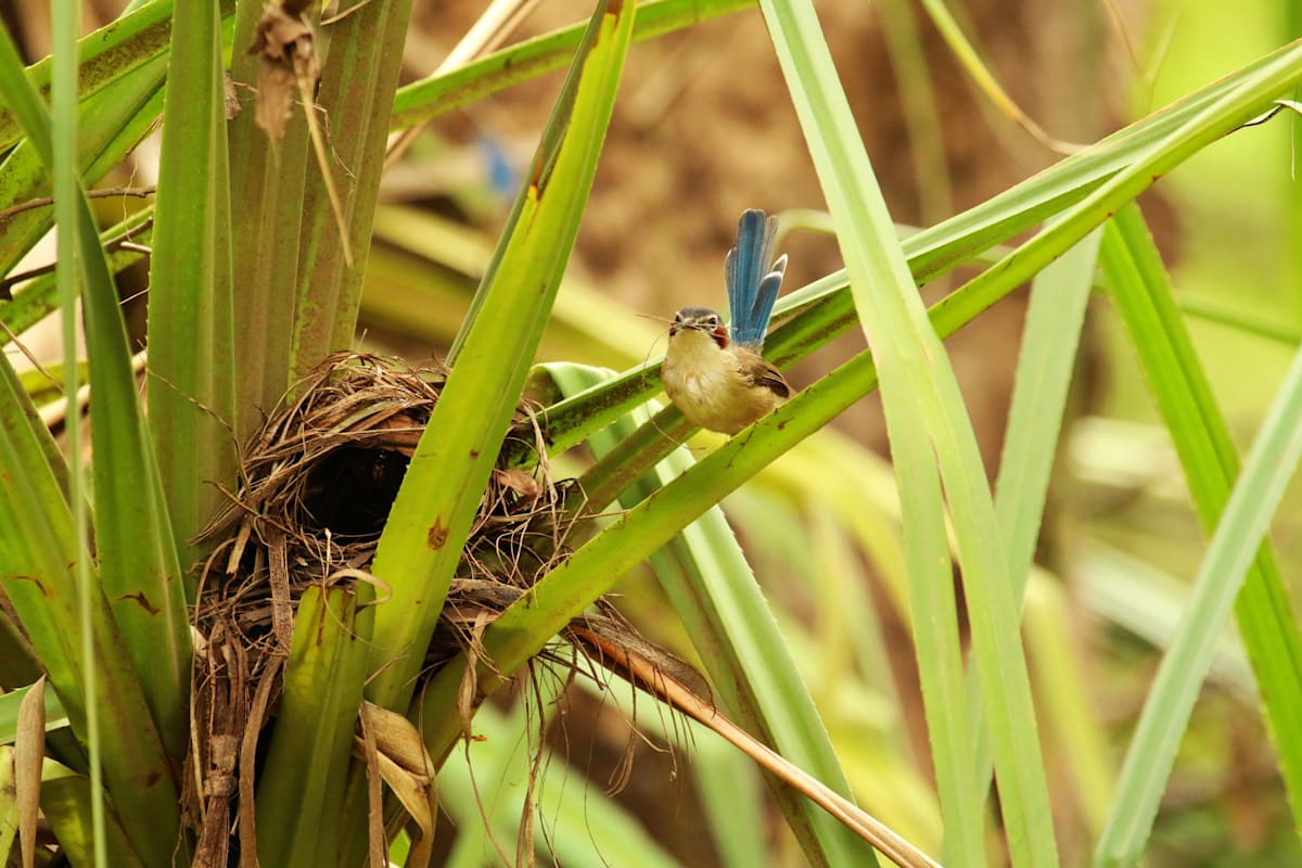 a purple-crowned fairy-wren and its nest