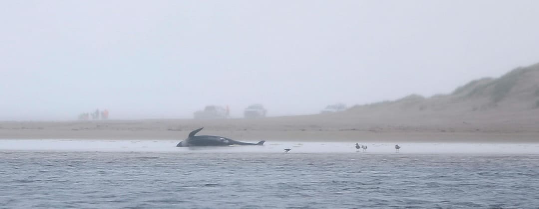 Why do pilot whales sometimes crash-land ashore?