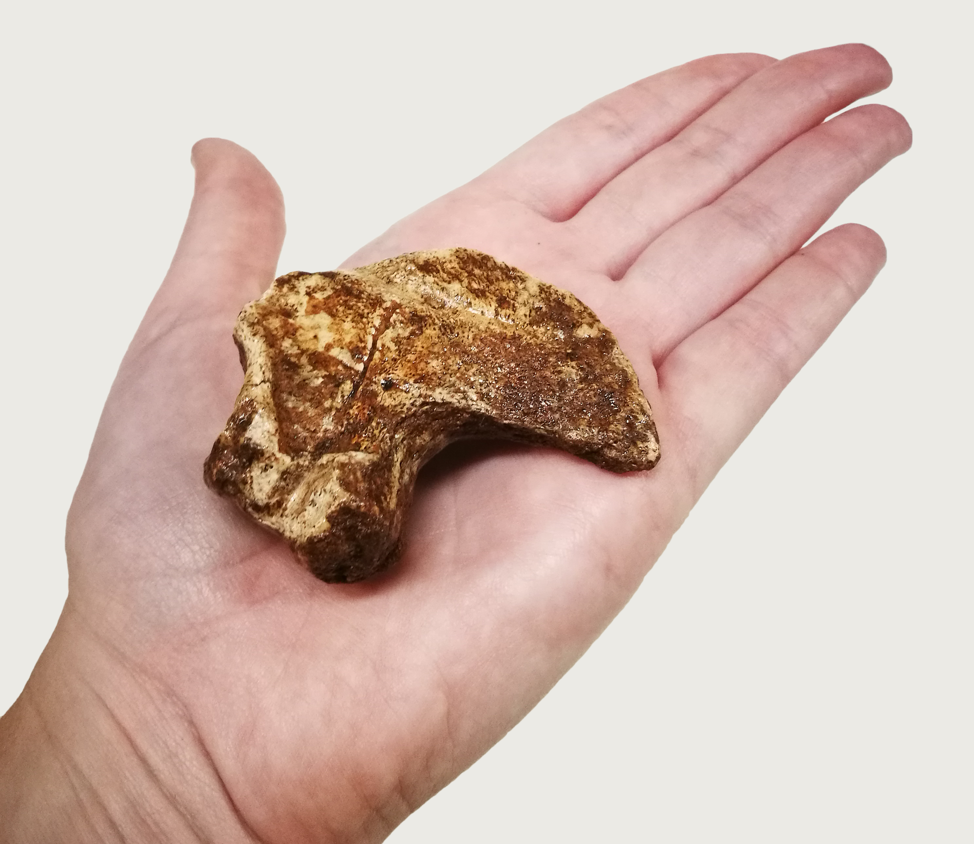 This unique ancient megabeast had perpetually 'bent' elbows