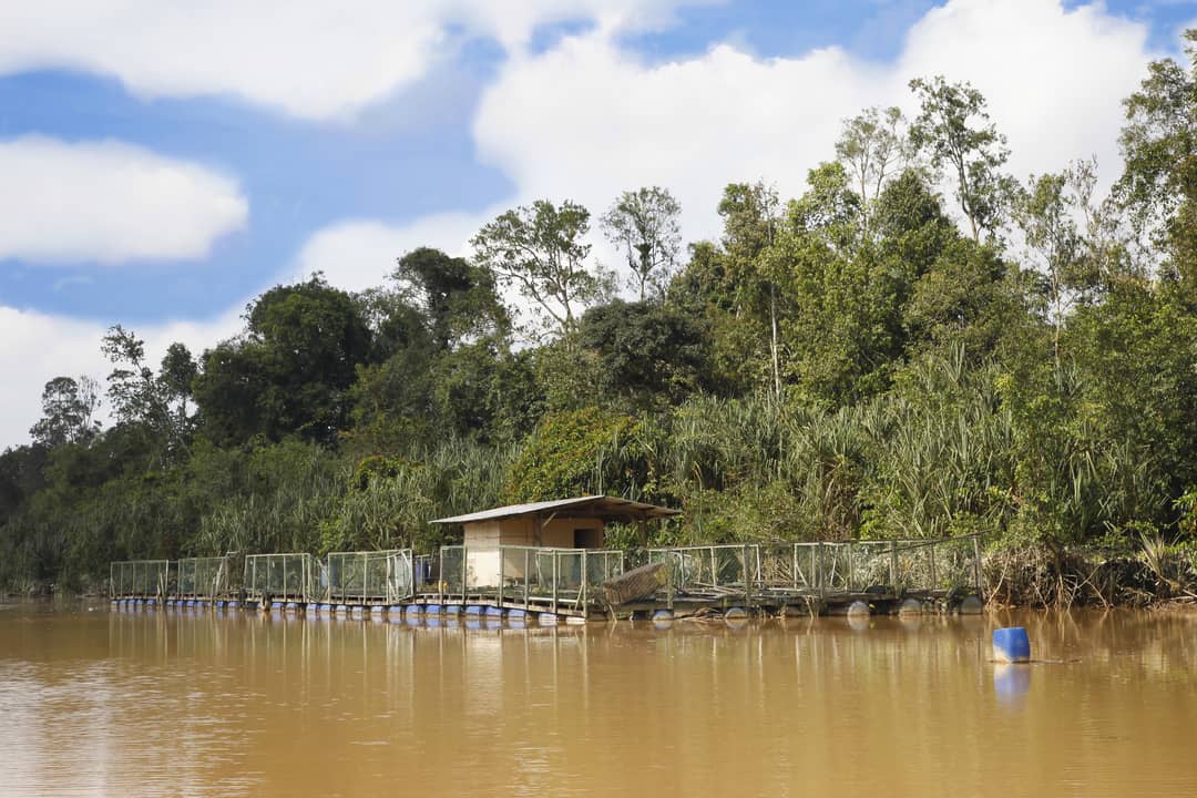 A river shrimp farm in Malaysia.