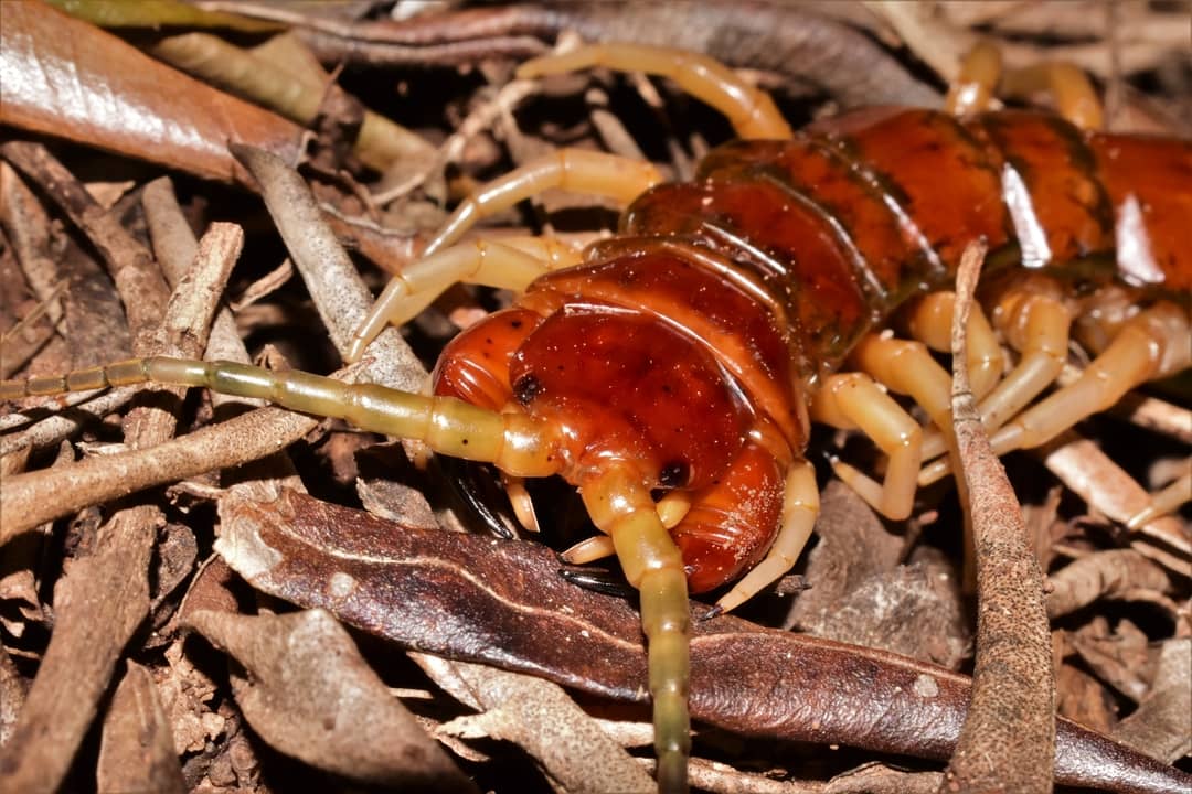 Giant bird-eating centipedes exist — and they're surprisingly important for the ecosystem