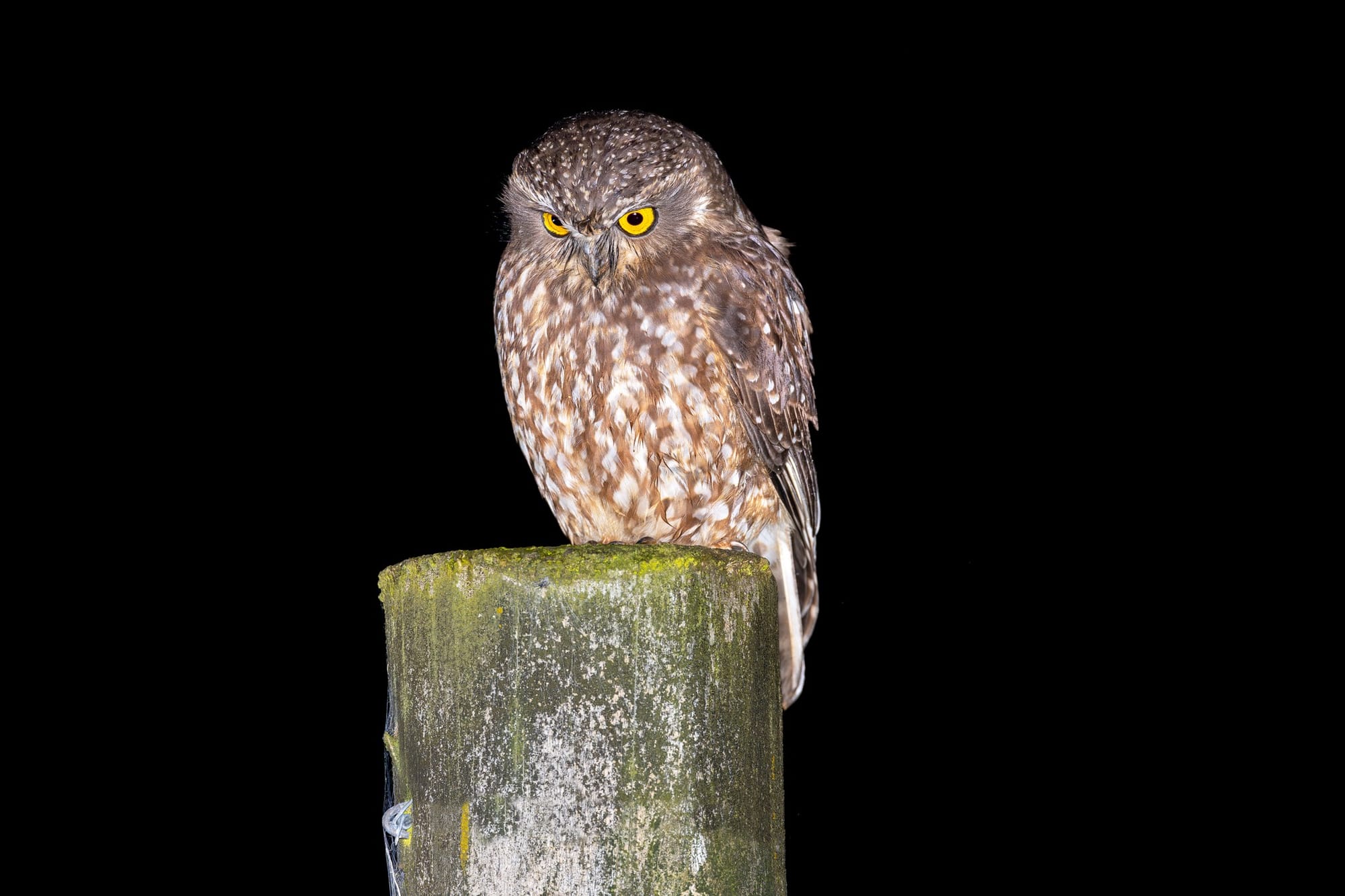 We tracked the Tasmanian boobook as it flew 250km non-stop across Bass Strait