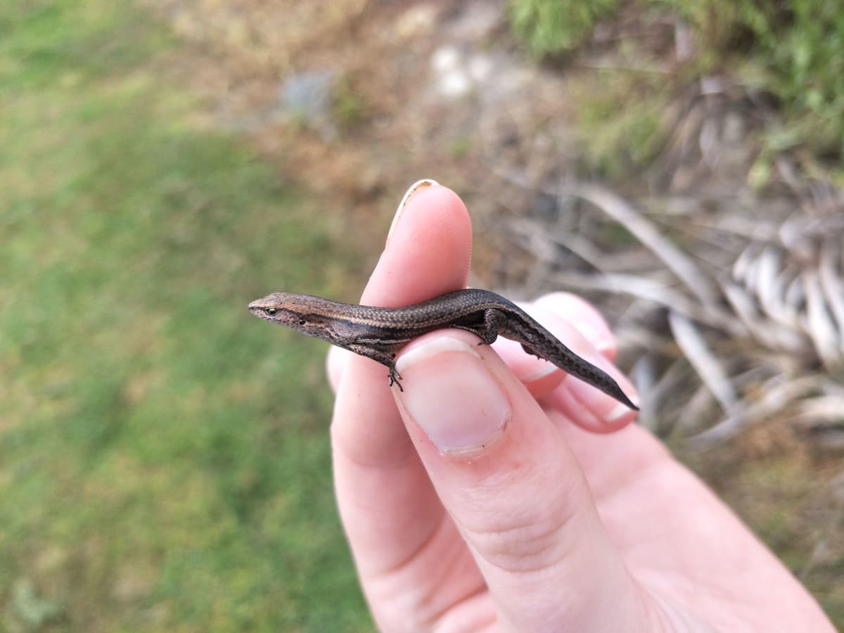 A hand holding a delicate skink 