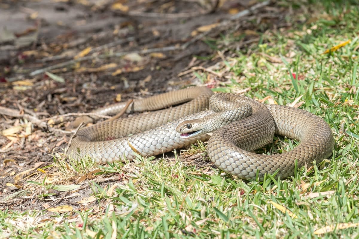eastern brown snake