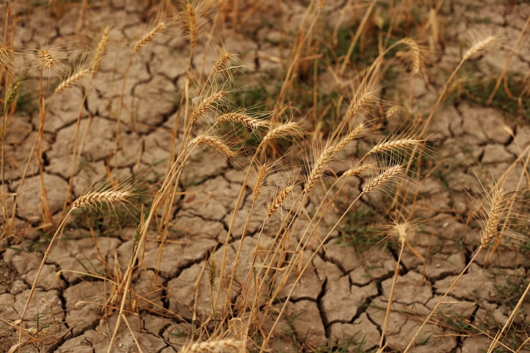 ‘Flash droughts’ can dry out soil in weeks. New research shows what they look like in Australia