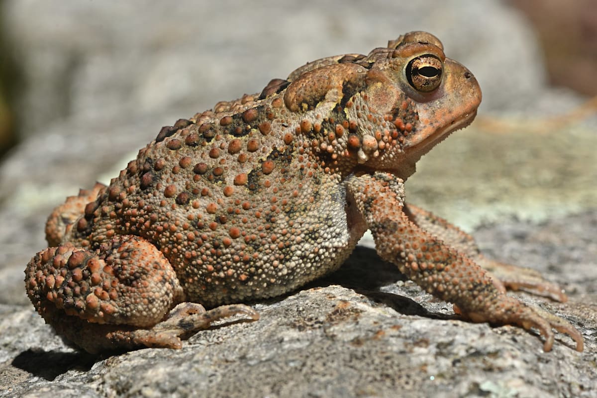 An American toad on a rock. 