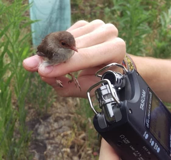 A fairy wren on a hand, with a recording device