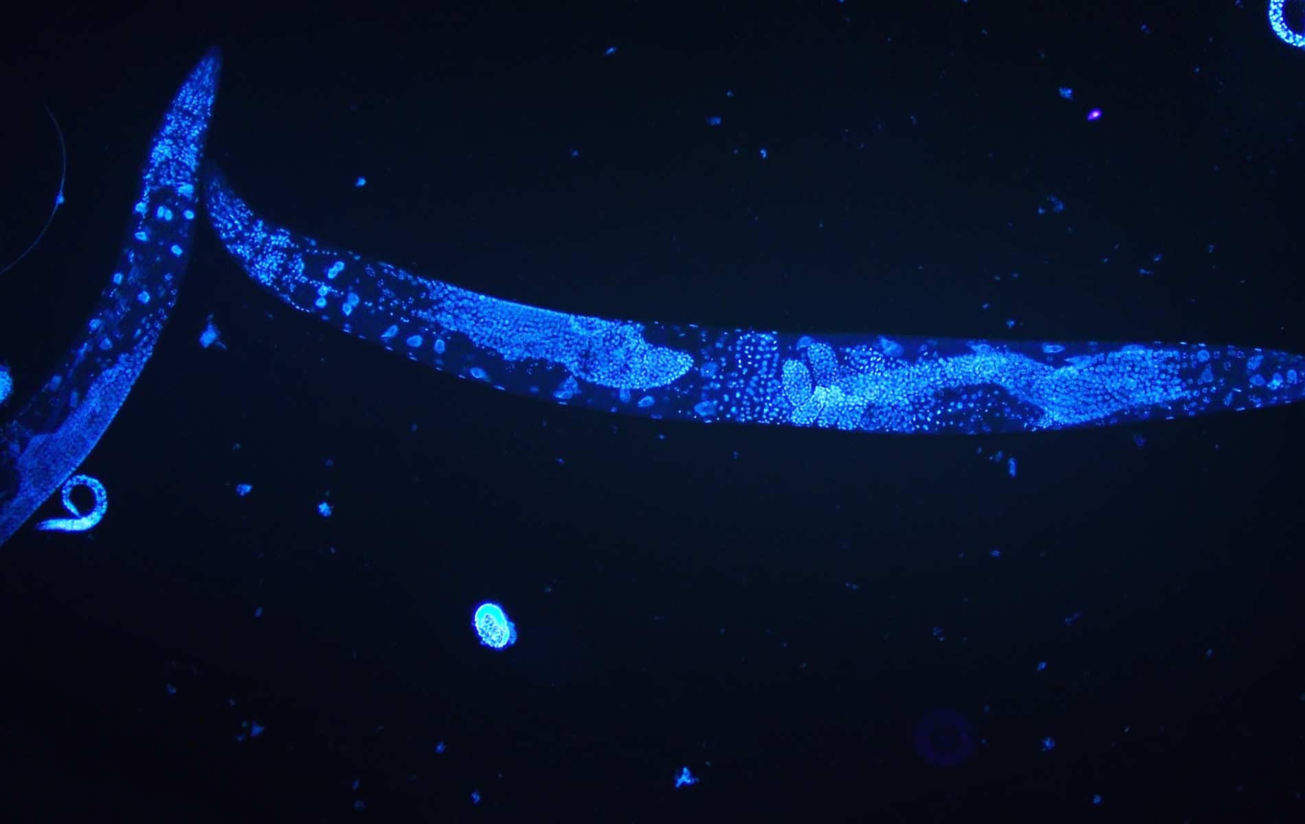 Roundworms and their role in revolutionising human health