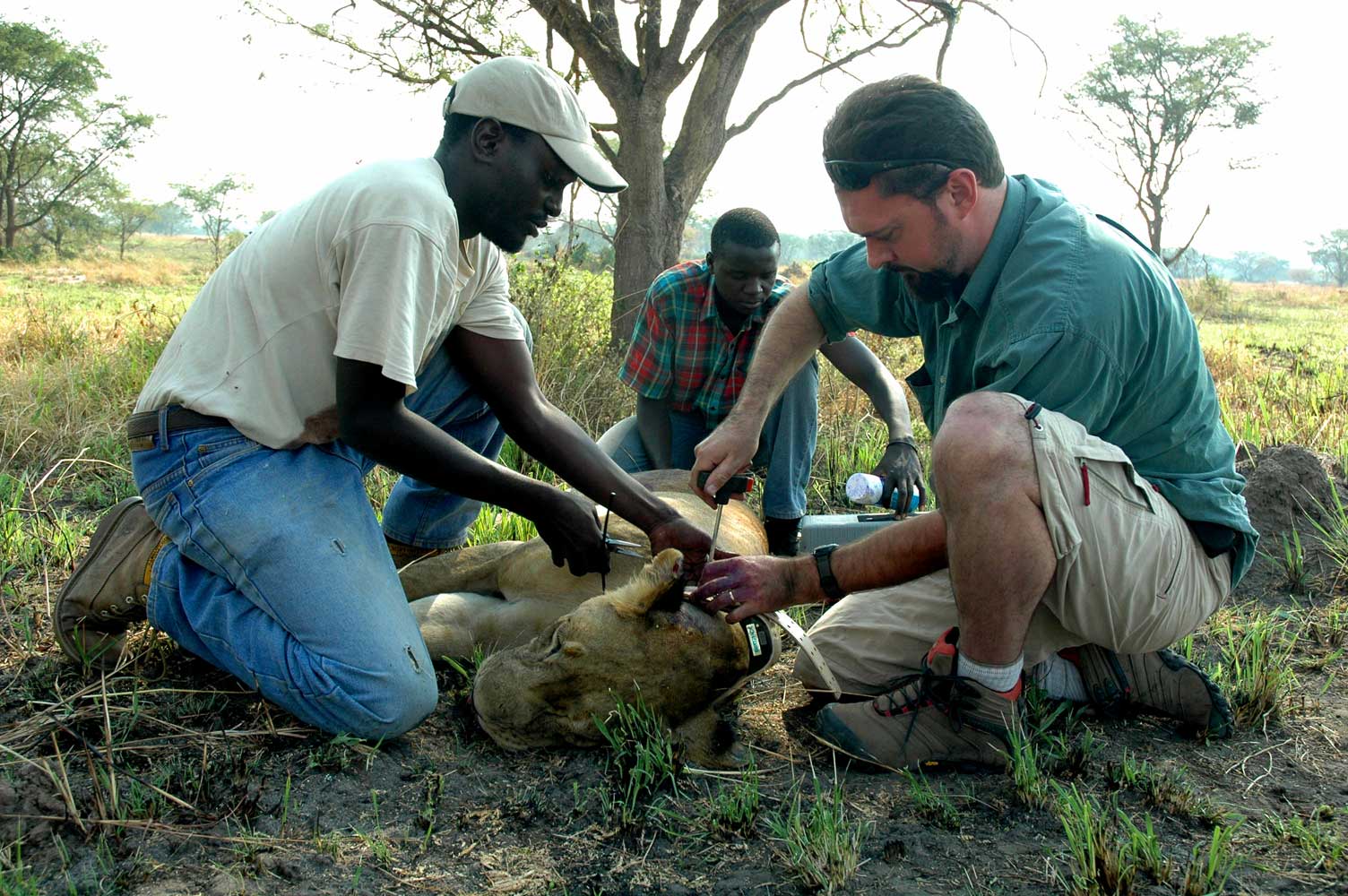 The call of the wild