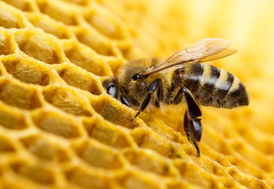 The sweet science of honey: Exploring the health benefits