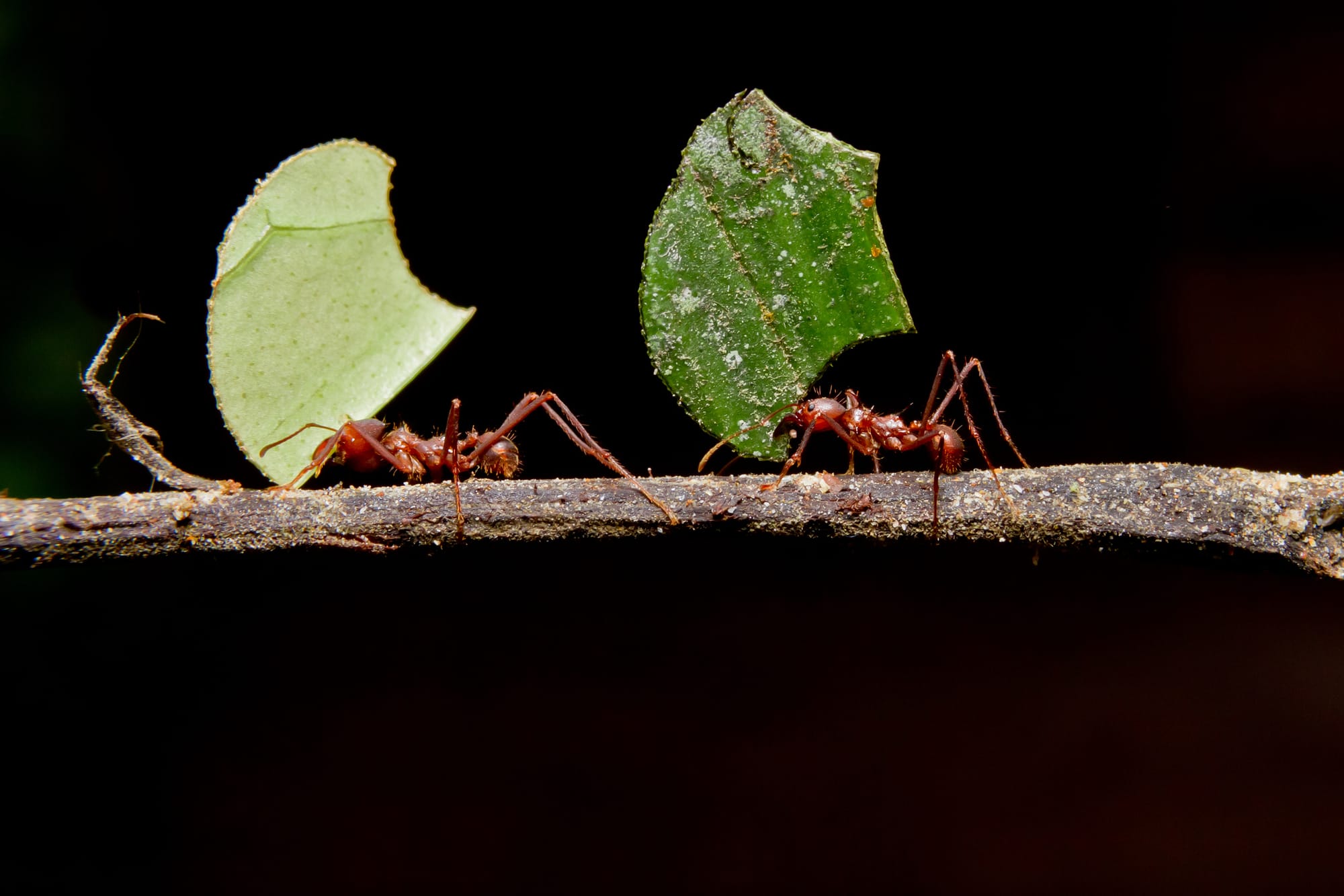 What ants can teach us about collaboration