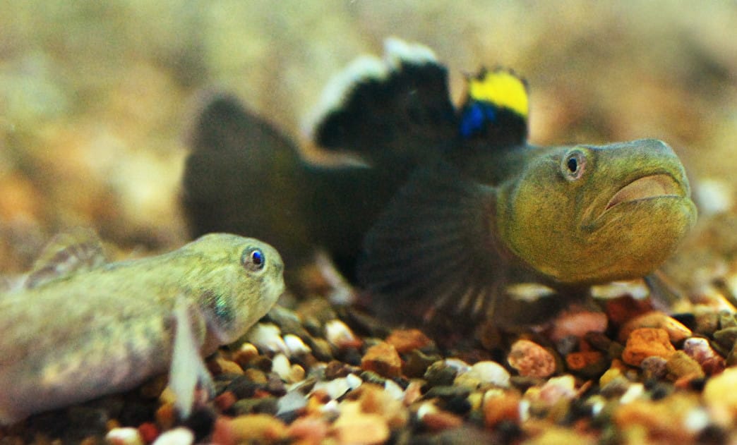 The desert goby ­– a story of survival like no other