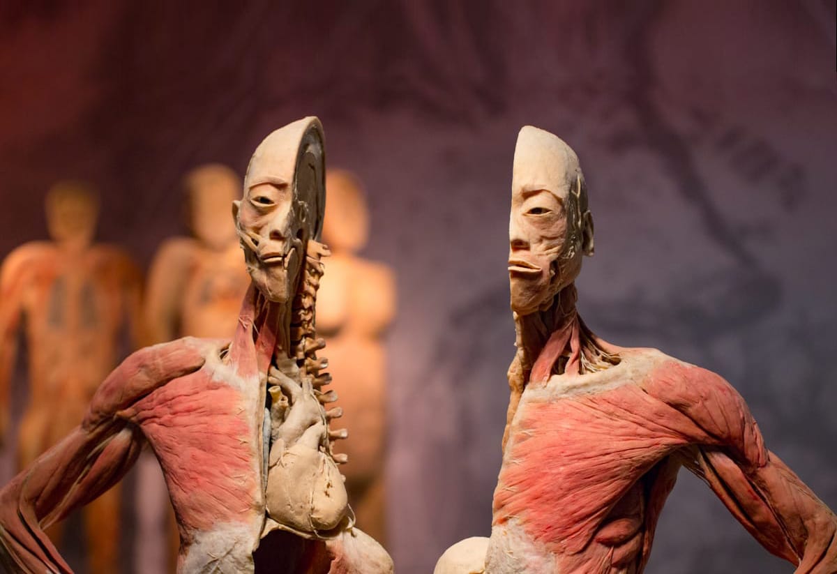 Real Bodies controversy: how Australian museums regulate the display of human remains