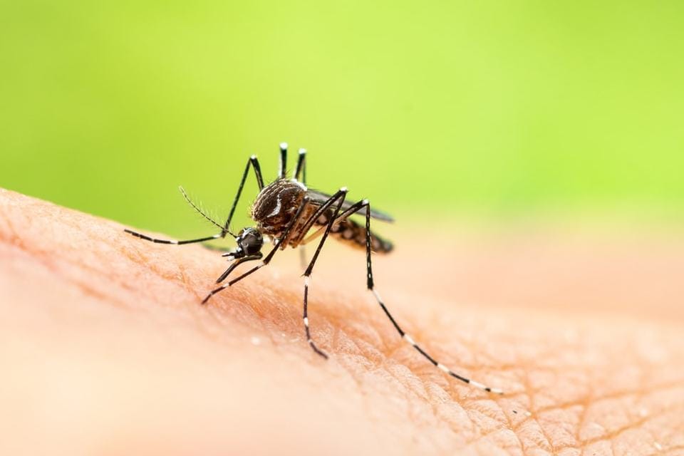 Carnivorous plants and 'rewilding' parks? Fighting dengue with nature in Malaysia