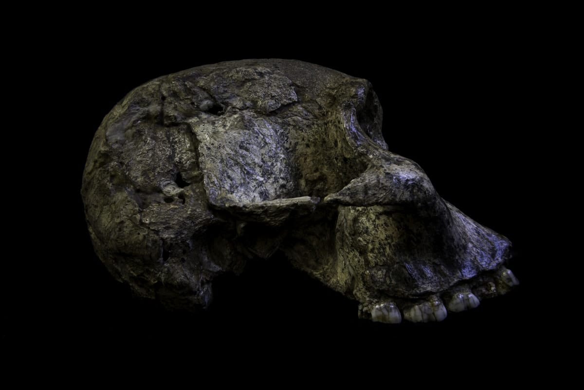 The evolution of mothers and babies in our earliest ancestors