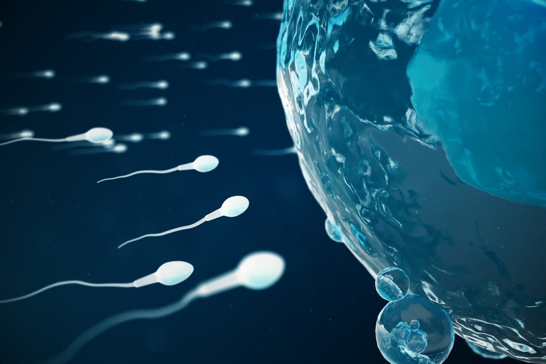 Male fertility: The biological clock ticks for men, too, and affects IVF success