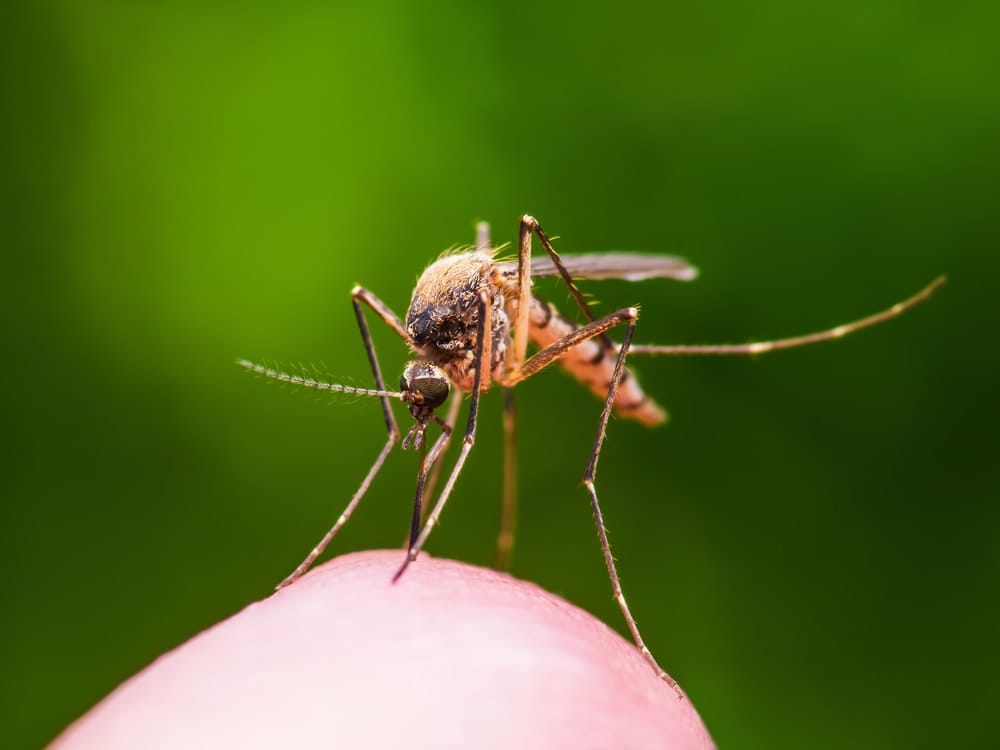 A breakthrough in reducing mosquito-spread diseases with Wolbachia