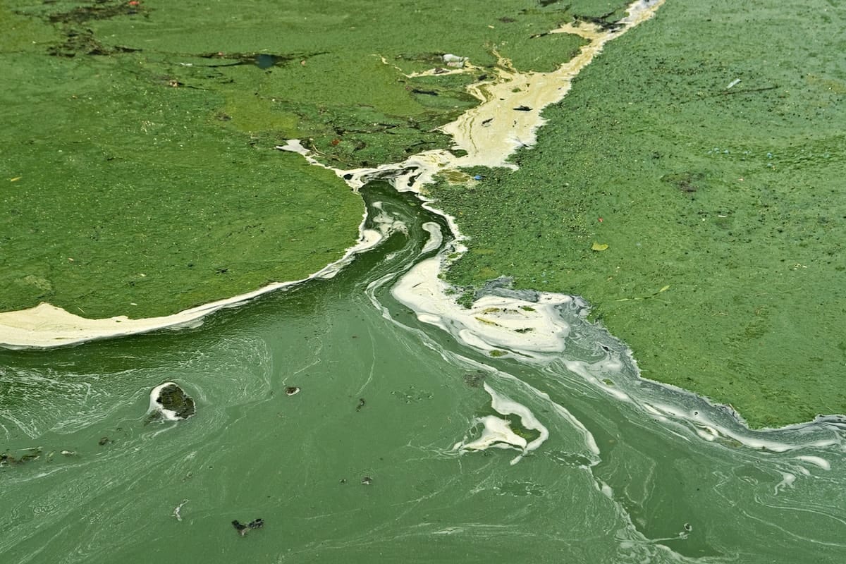 Microalgae, and future food for thought