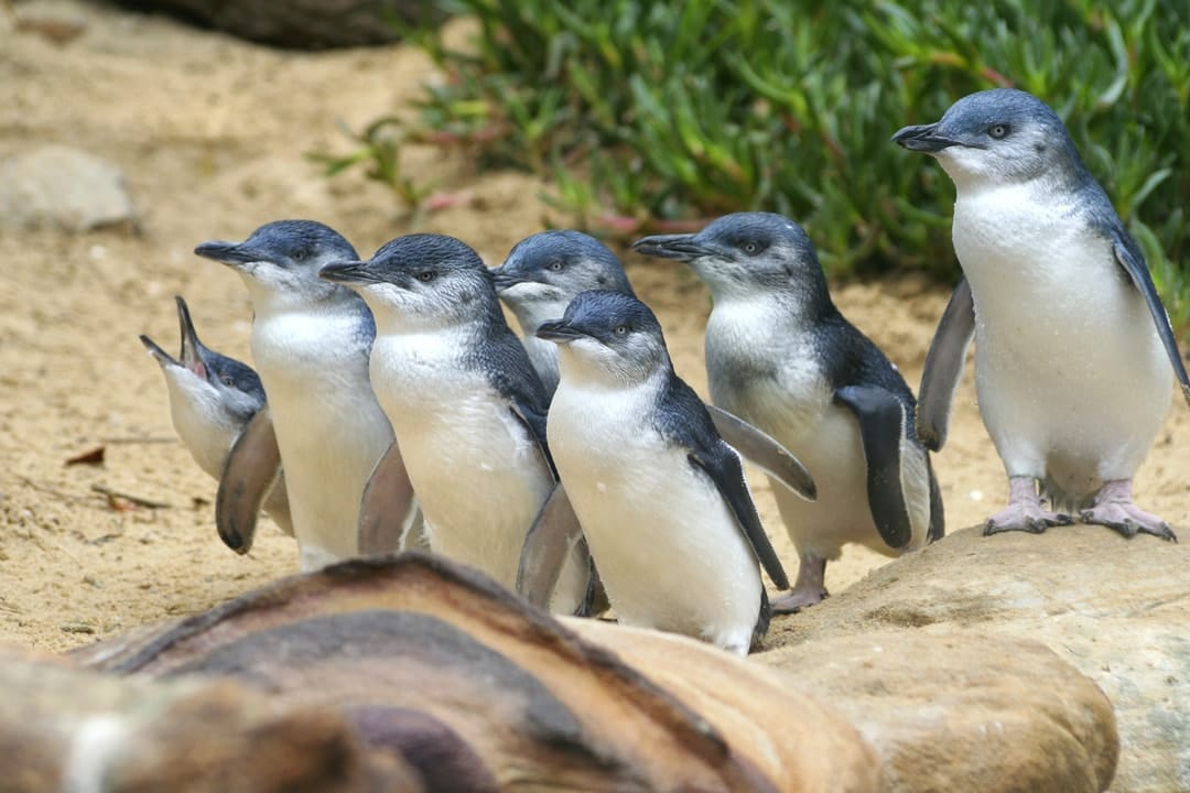 Penguins, poo and the surprising 'junk food' discovery in their diet
