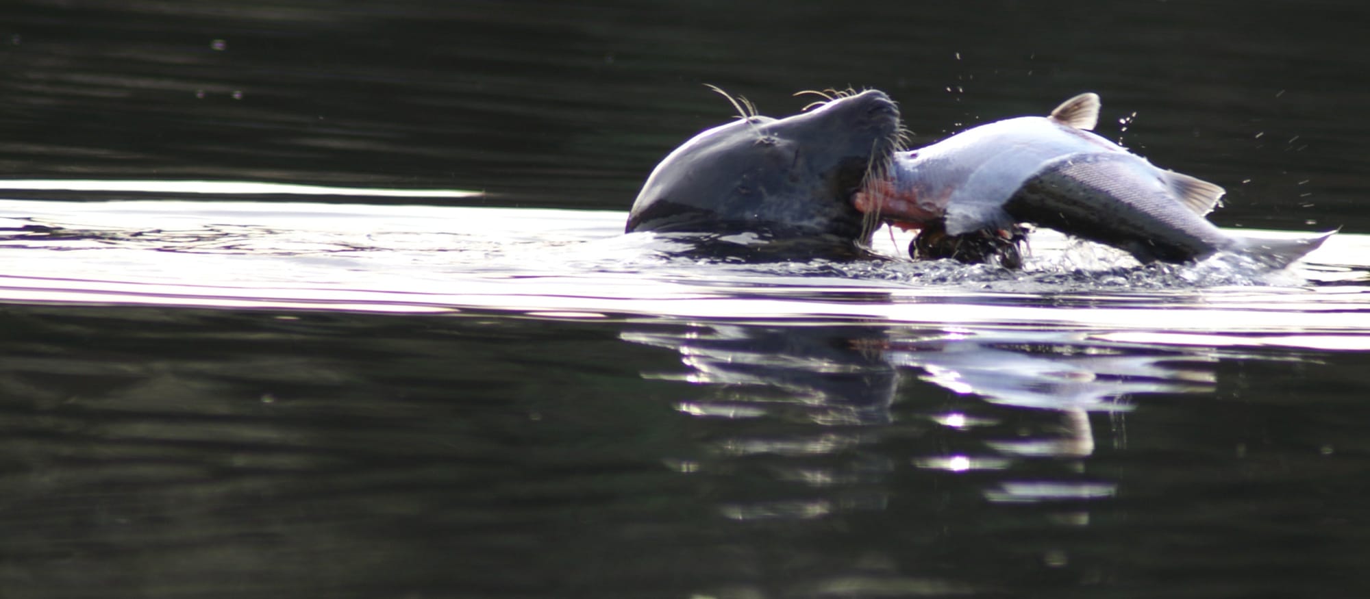 Sharp claws helped ancient seals conquer the oceans