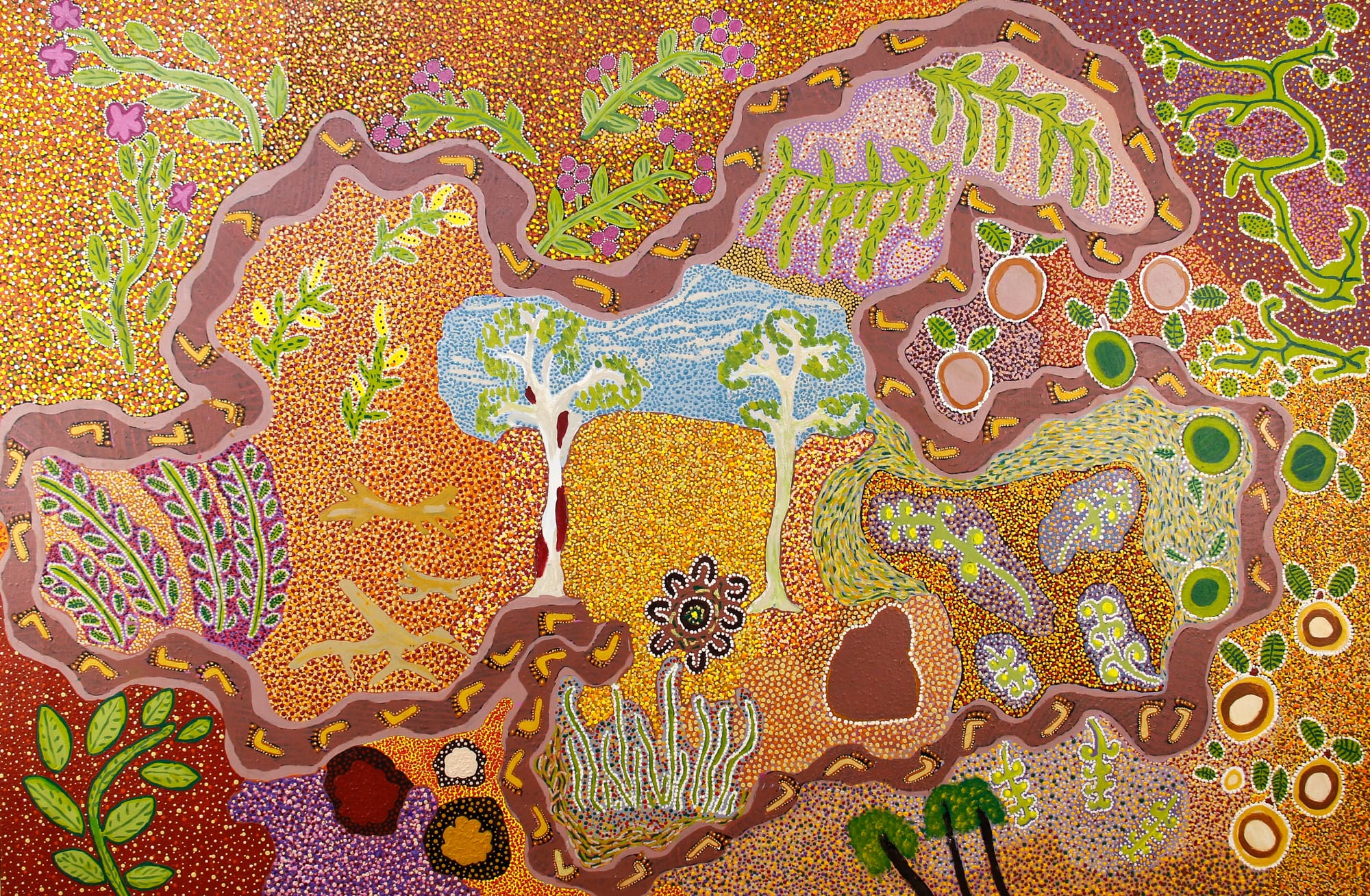 The art of healing: five medicinal plants used by Aboriginal Australians