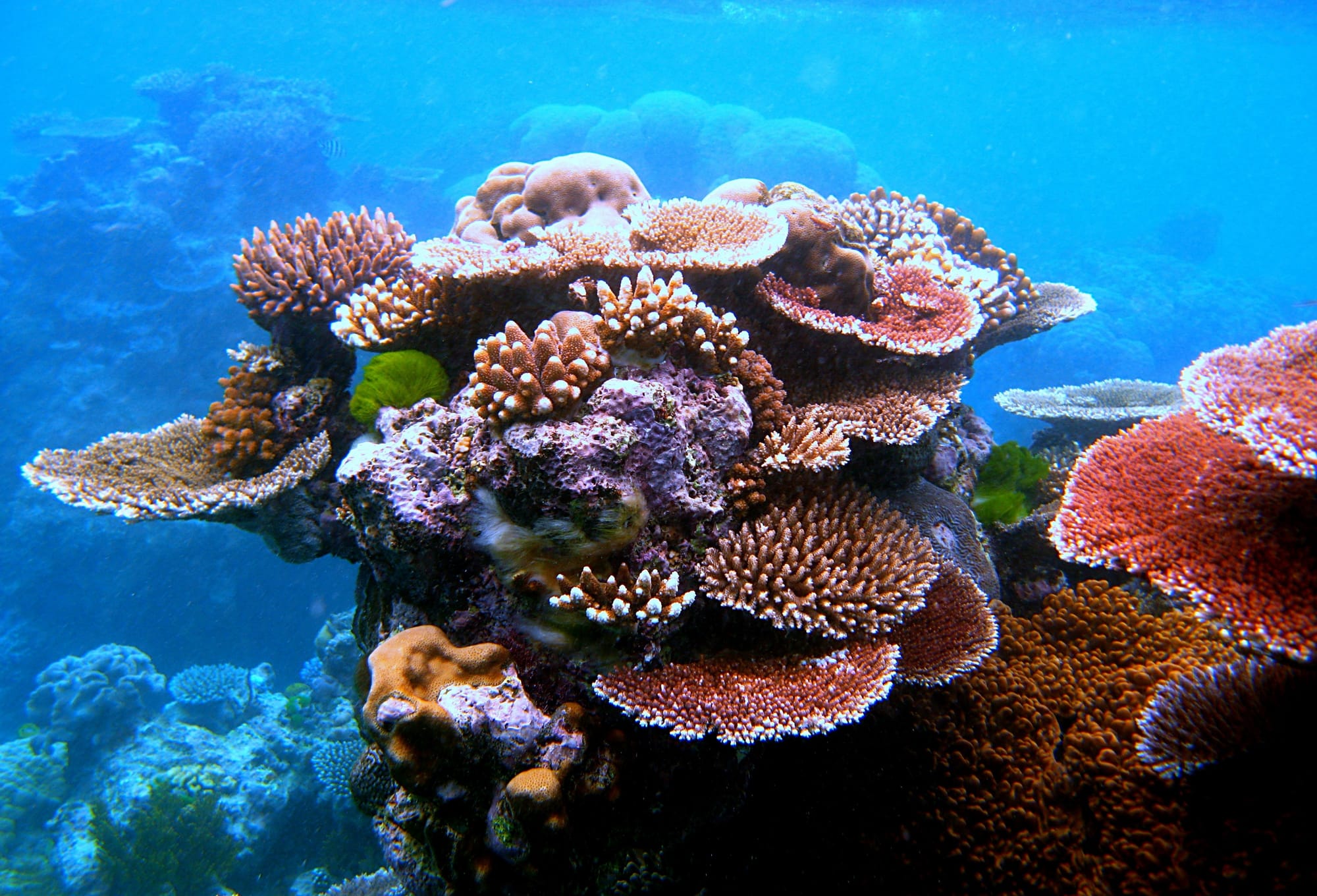 Liquid salts creating sustainable fuel and preserving our coral reefs