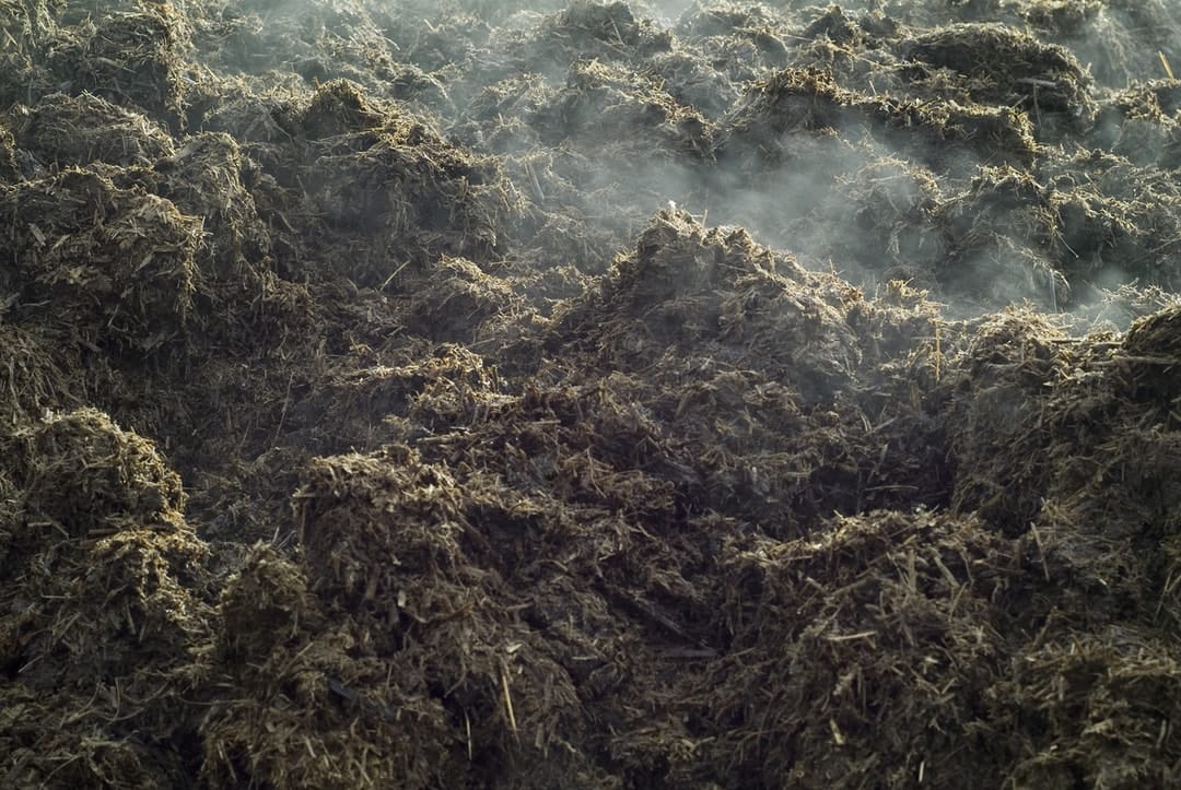 Thermobifida fusca: the manure-dwelling 'hot bug' that may result in life-saving antibiotics