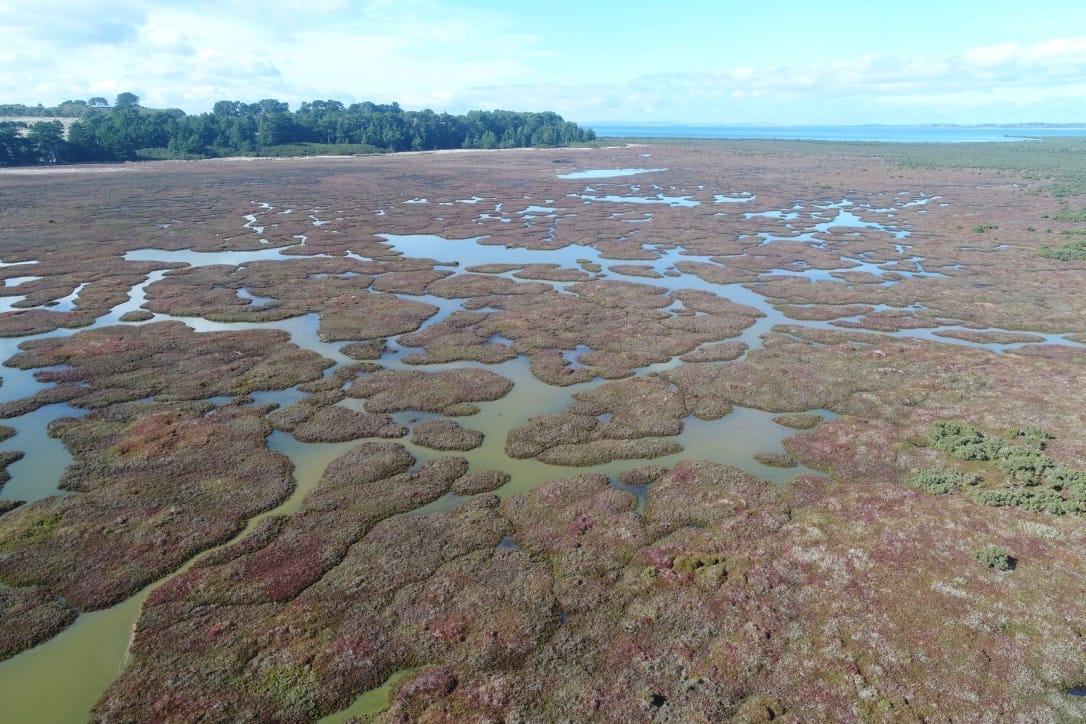 The wonderful world of wetlands and their resilience to climate change