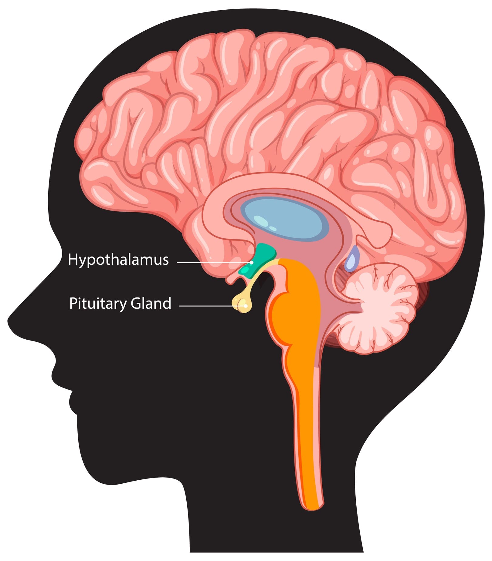 Illustration of brain with labeled hypothalamus and pituitary