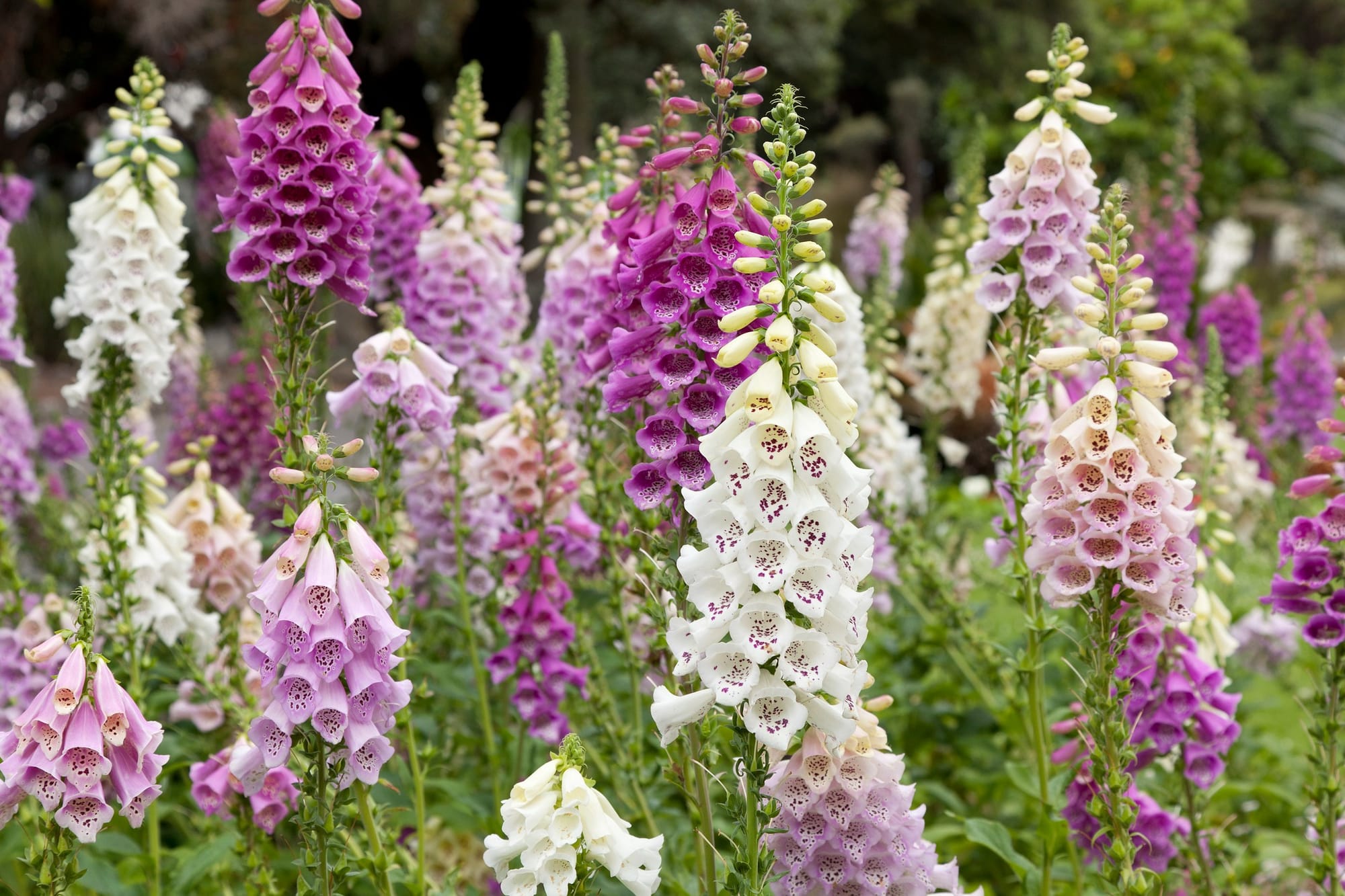  Blooming purple and white foxglove flowers in a field.
