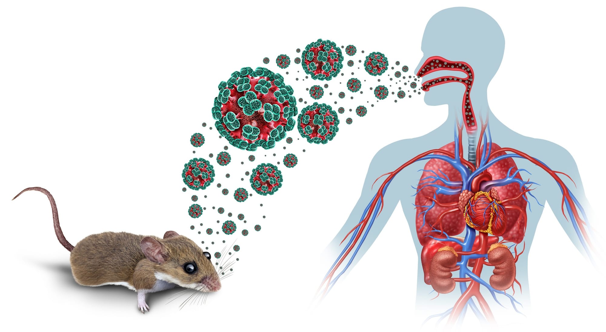 Hantavirus outbreak as a zoonotic RNA virus transmitted by infected rodents causing severe respiratory diseases.