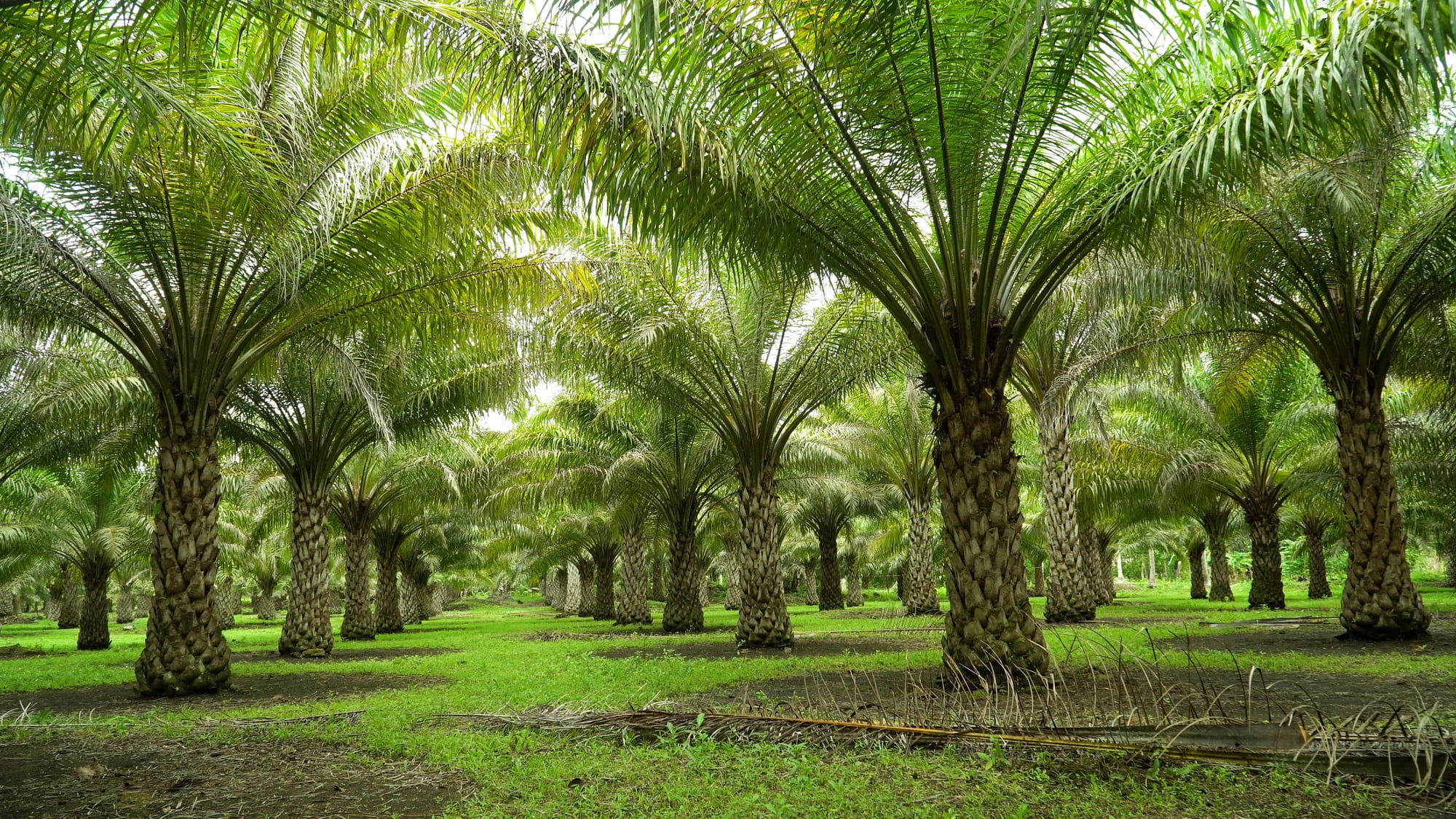 Ground-level view of a palm plantation
