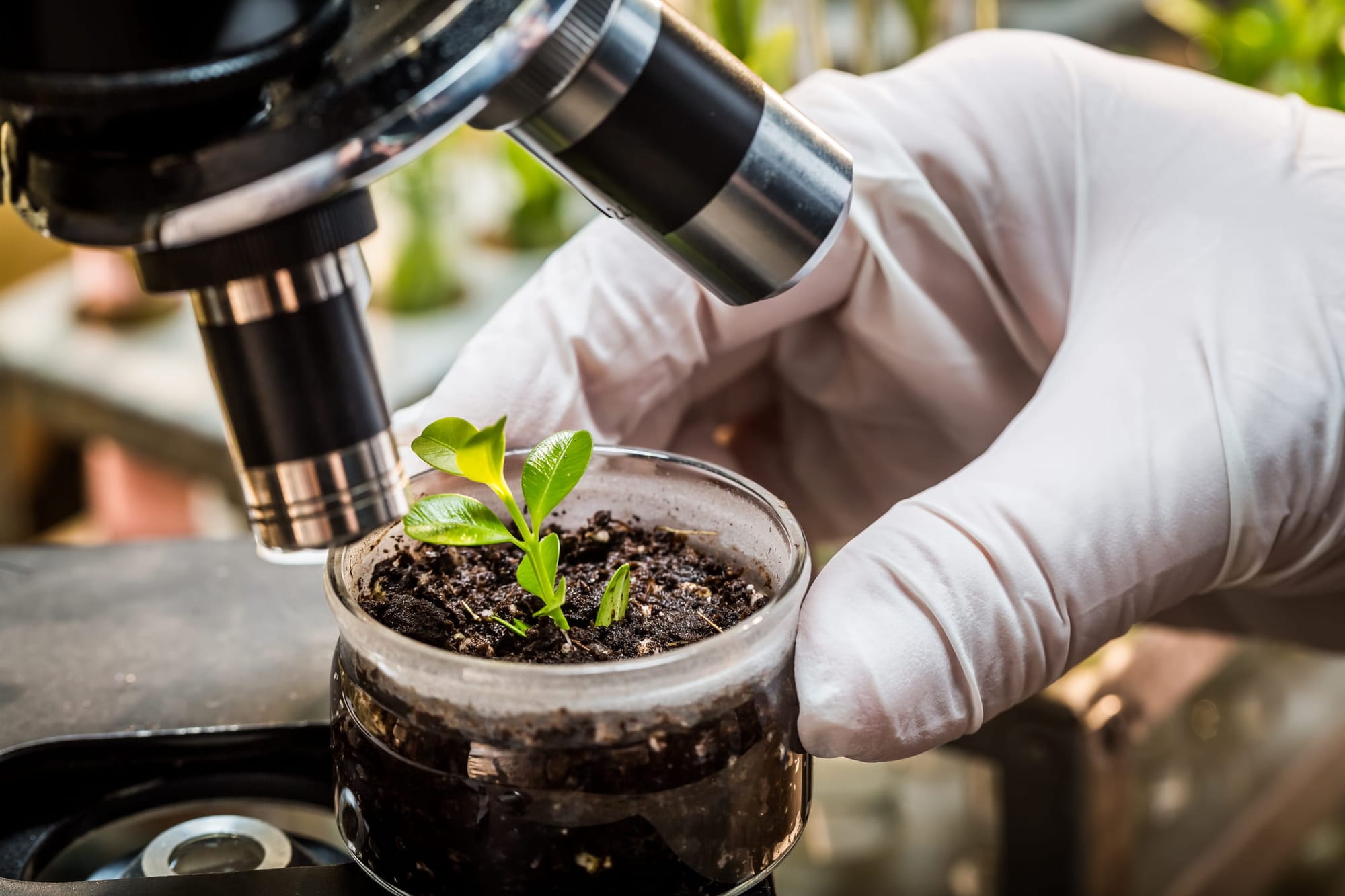 A gloved hand holding a plant in a jar under a microsope