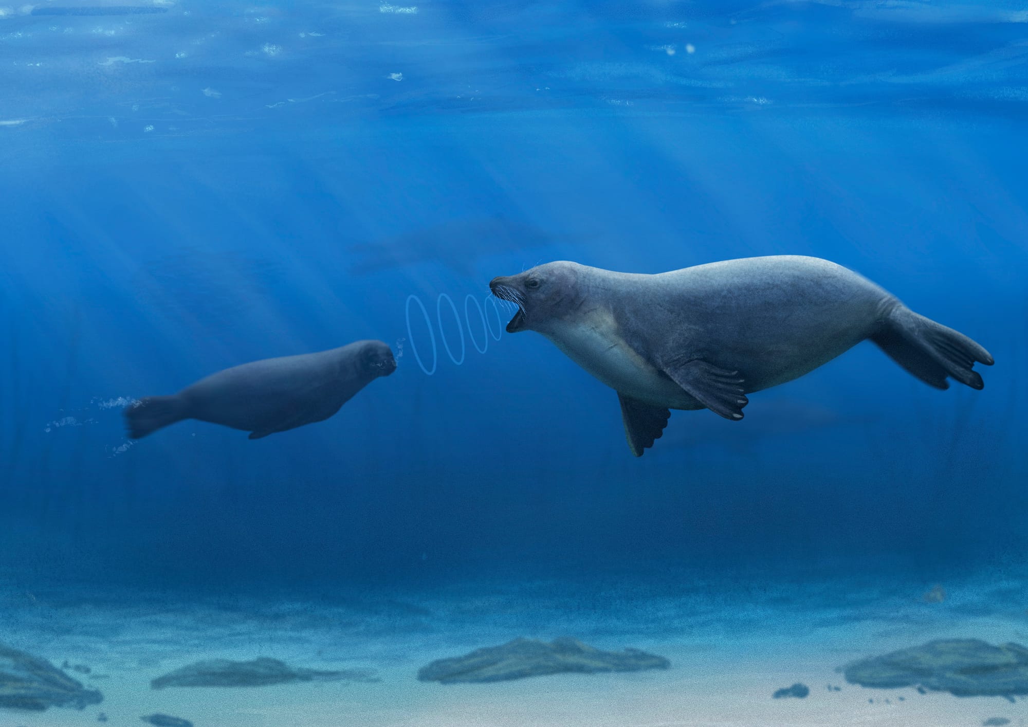 Seals have a unique superpower in their ears, and we finally know how it evolved