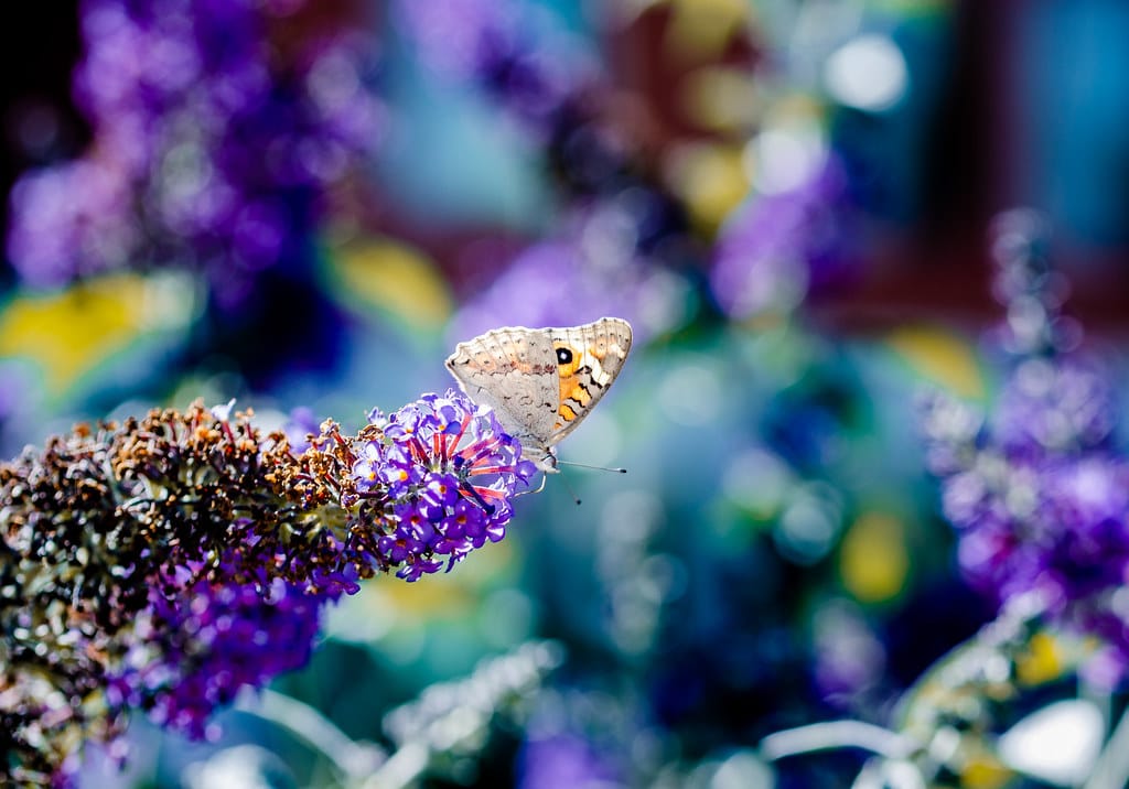 Butterflies are on the move as the planet warms: new research
