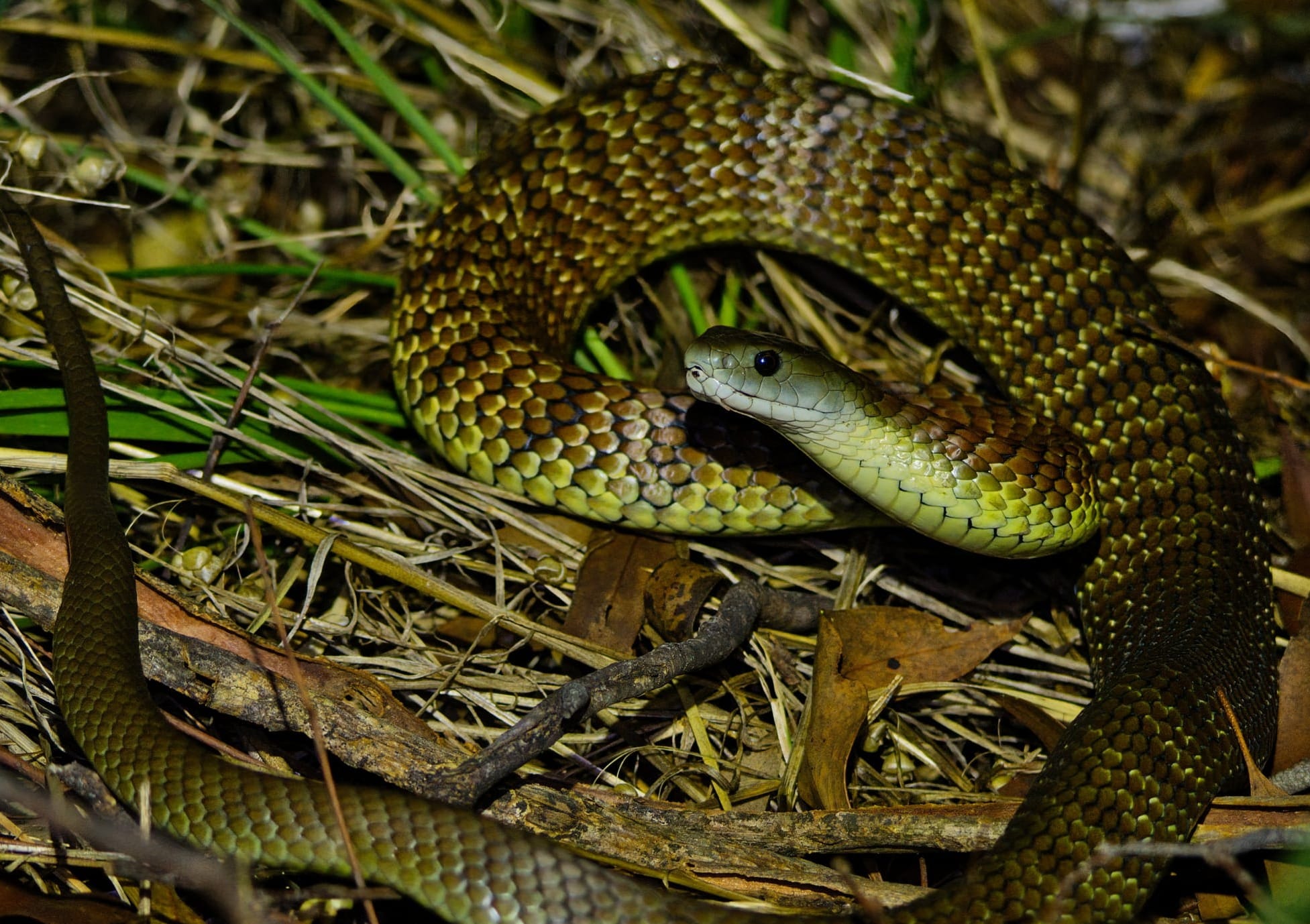 Snakes aren’t simple tubes. Their bodies have five regions – including a short neck