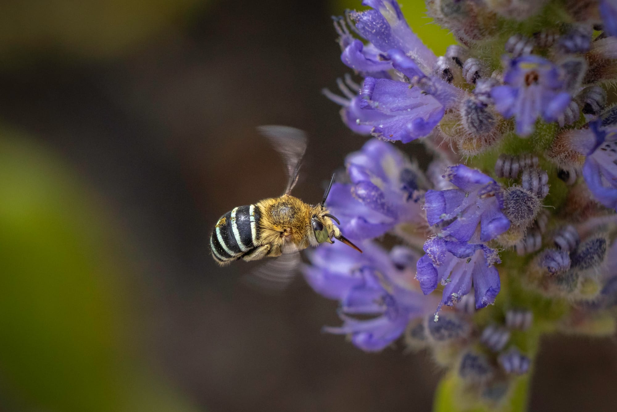 Are Australia’s native bees thriving or declining? We don’t know but can find out