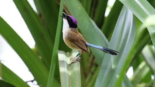 Fire in northern Australia’s tropical savanna is a threat to endangered fairy-wrens post image