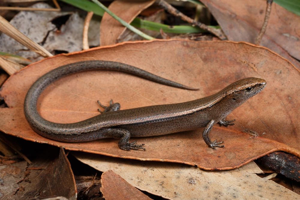 Space invaders: Extrovert lizards’ role in evolution post image
