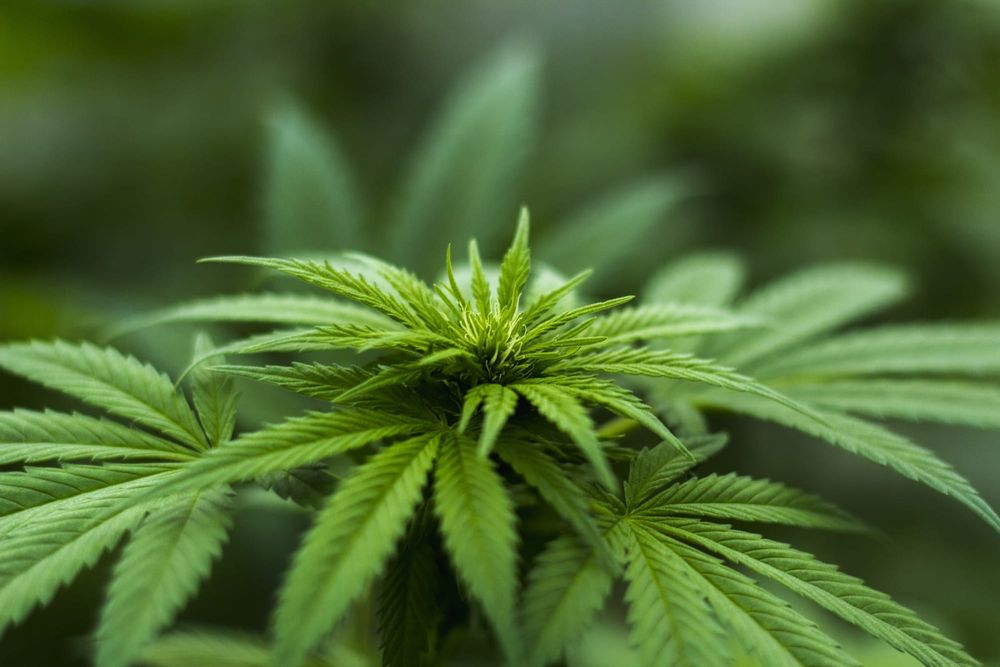 Gaining insight into the potential of cannabis in combating viral infections post image